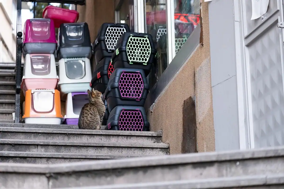 Pisică așezată lângă un teanc de cuști de transport colorate, pe scările unei case